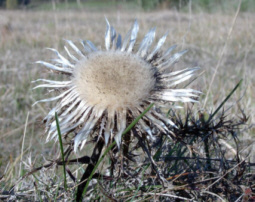 Silberdistel